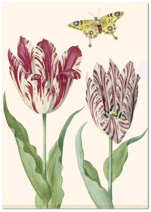 L-mapje A4 formaat: Tulpen/Tulips, Jacob Marrel, Collection Rijksmuseum Amsterdam