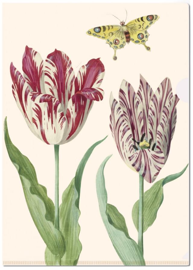 L-mapje A4 formaat: Tulpen/Tulips, Jacob Marrel, Collection Rijksmuseum Amsterdam