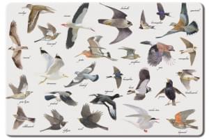 Placemat: Vogels, Elwin van der Kolk, Vogelbescherming Nederland