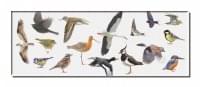 Koelkastmagneet: Vogels, Elwin van der Kolk, Vogelbescherming Nederland