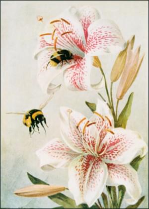 Bijen en lelies, Louis Fairfax Muckley