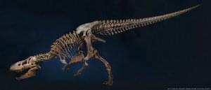Poster: T-rex, Naturalis