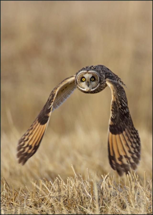 Velduil, AGAMI, Vogelbescherming Nederland