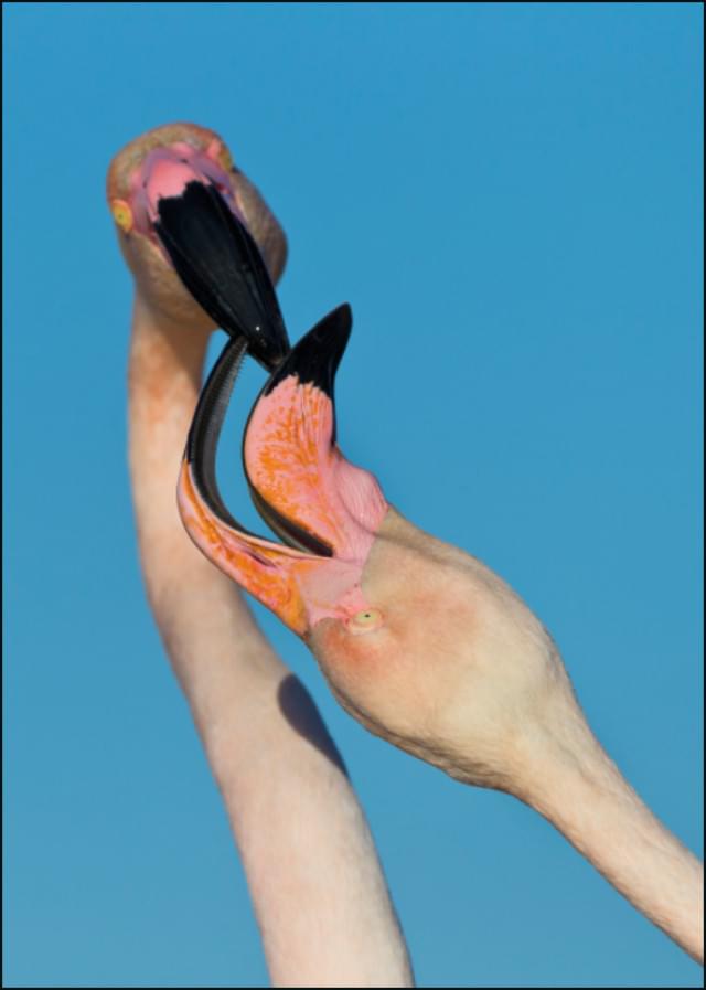 Flamingo, AGAMI, Vogelbescherming Nederland