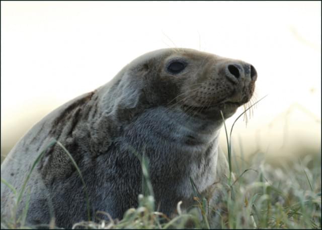 Volwassen vrouwtje van de grijze zeehond, Sander van Dijk, Zeehondencentrum Pieterburen