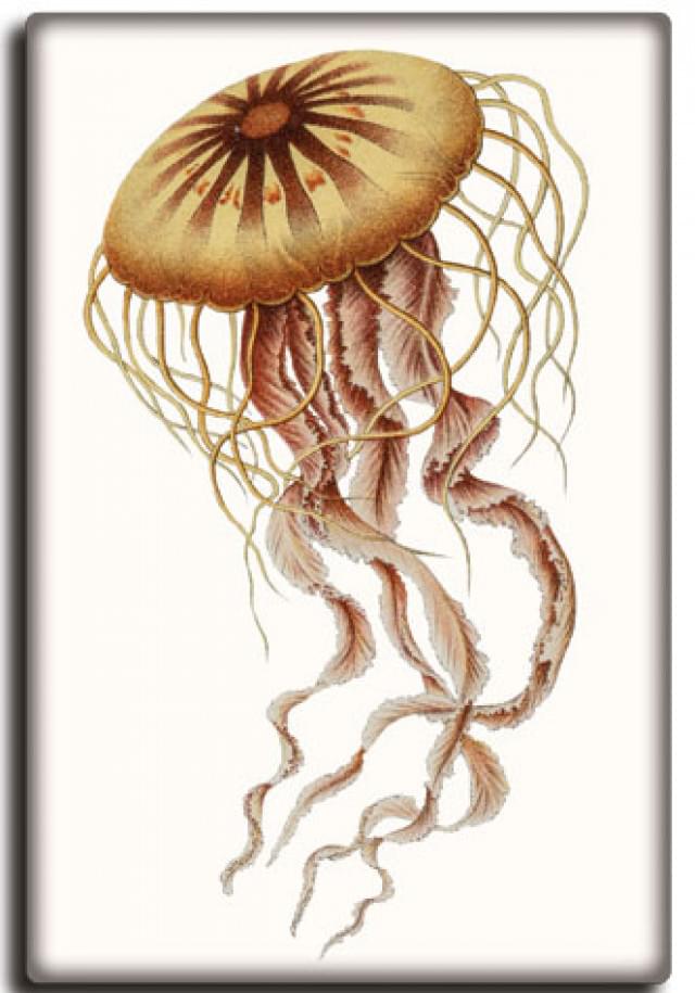 Koelkastmagneet: Ernst Haeckel 5, Teylers Museum