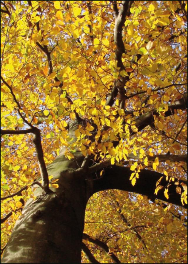 Beuk in herfstkleur, Henny Leijtens, Het Drentse Landschap