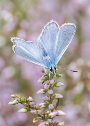 Blauwtje, Karla Leeftink, Het Drentse Landschap
