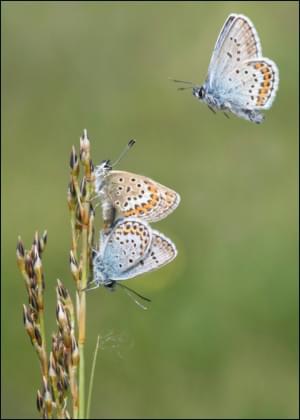 Heideblauwtje, Wies Vink, Het Drentse Landschap