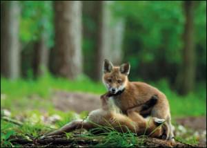 Spelende vossen, Martijn Nugteren, Geldersch Landschap & Kasteelen