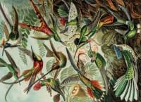 Puzzel (1.000 stukjes): Art Forms of Nature, Ernst Haeckel, Teylers Museum