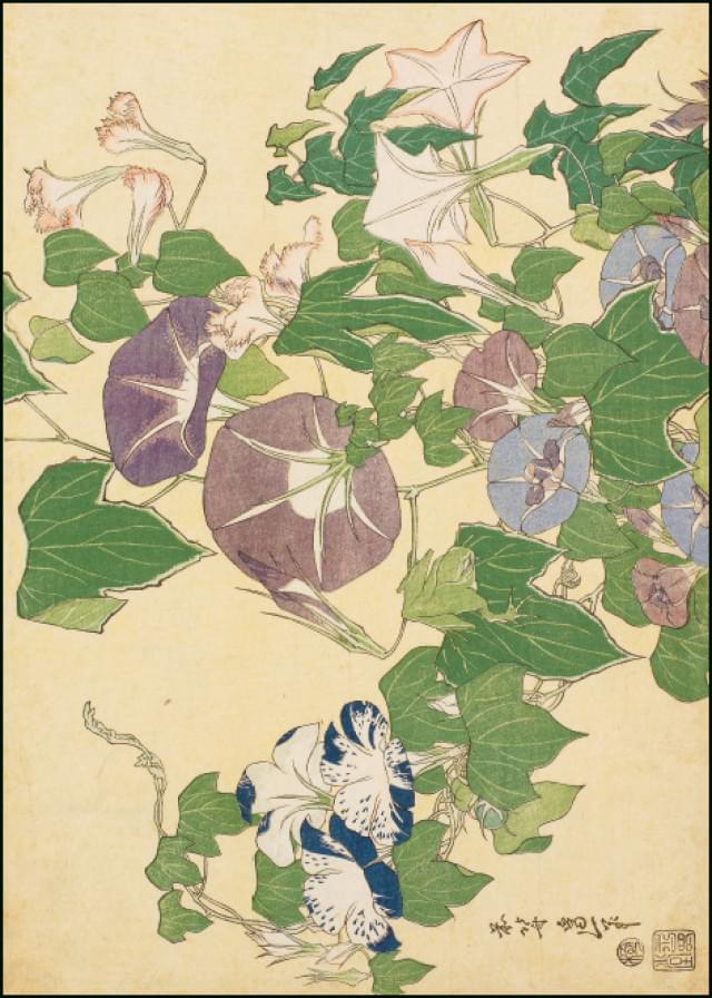 Convolvulus and Tree-frog, Katsushika Hokusai, The Fitzwilliam Museum