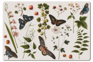 Placemat: Collage (butterflies), Joseph Jakob von Plenck, The Fitzwilliam Museum