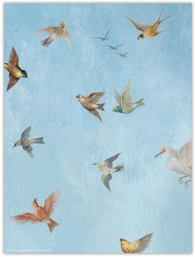 Poster: Birds, Kasteel Amerongen
