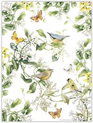 Poster: Vogels en vlinders, Janneke Brinkman-Salentijn