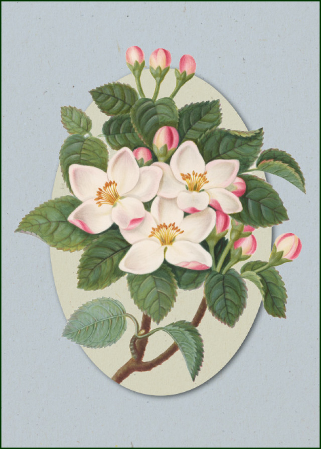 Album of flowers, James Bolton, Chester Beatty