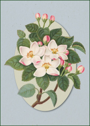 Album of flowers, James Bolton, Chester Beatty