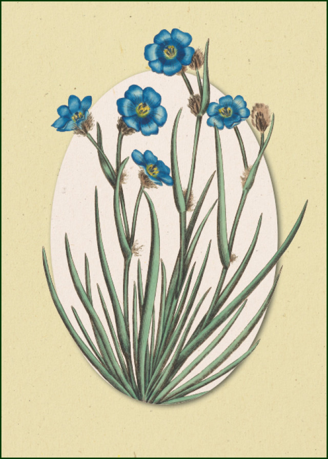 Aristea cyanea (grass-leaved aristae), Henry C. Andrews, Chester Beatty