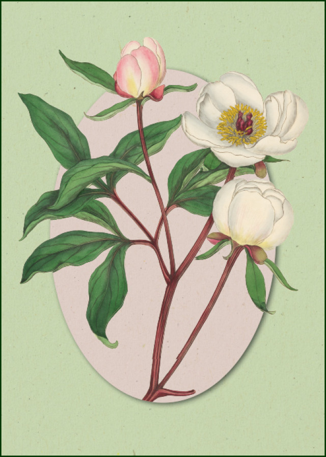 Paeonia albiflora (white peony), Henry C. Andrews, Chester Beatty