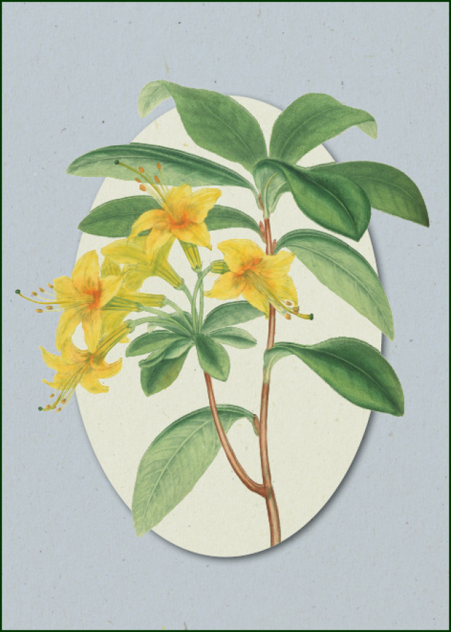 Azalea pontica (yellow azalea), Henry C. Andrews, Chester Beatty
