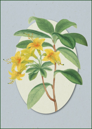 Azalea pontica (yellow azalea), Henry C. Andrews, Chester Beatty