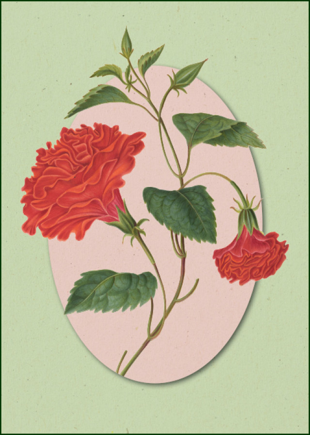 Album of flowers, James Bolton, Chester Beatty