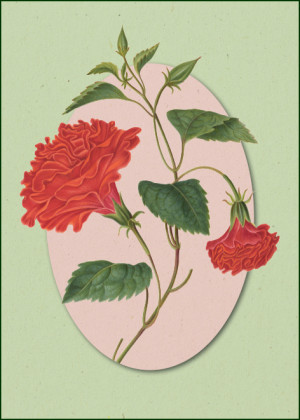 Album of flowers, James Bolton, Chester Beatty