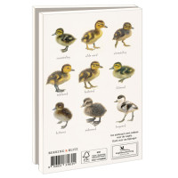 Kaartenmapje met env, klein: Kuikens, Elwin van der Kolk, Vogelbescherming