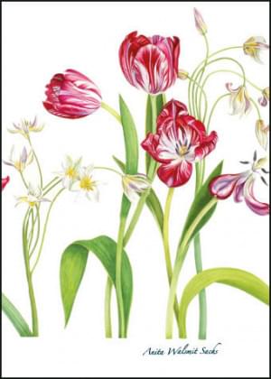 Rembrandttulips, Anita Walsmit Sachs