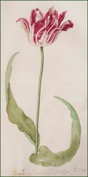 Tulp, Judith Leyster, Frans Hals Museum