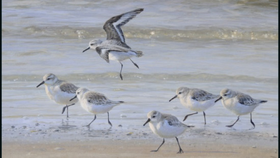 Drieteenstrandlopers, Elwin van der Kolk, Vogelbescherming