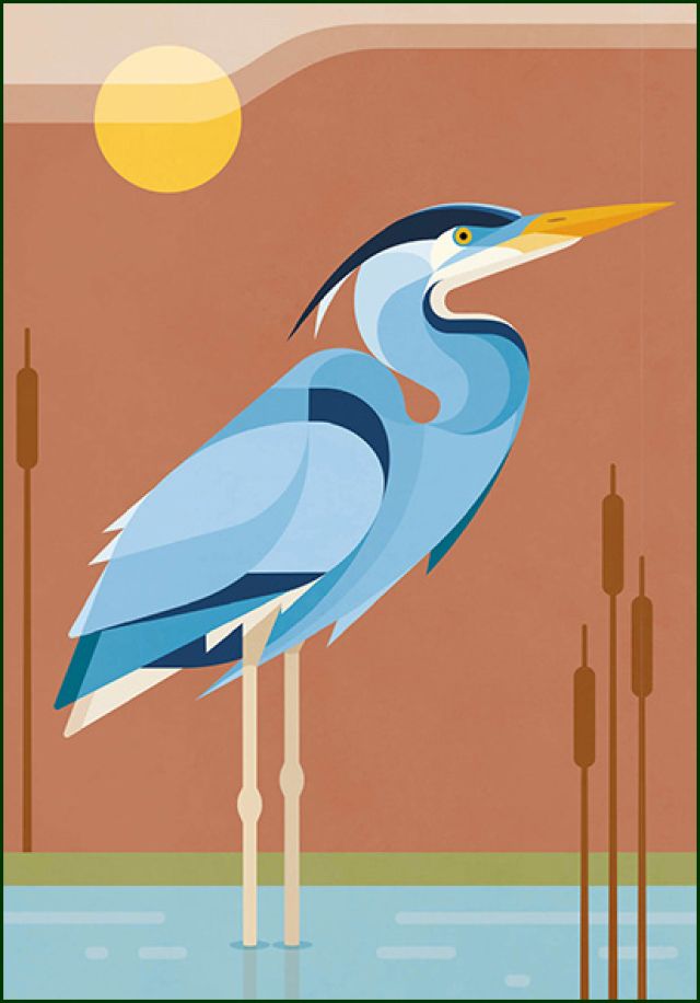 Blauwe Reiger, Naturalis