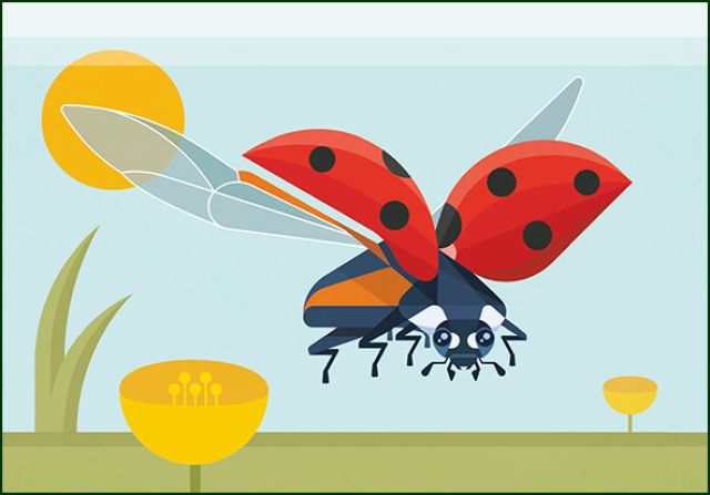 Lieveheersbeestje, Naturalis