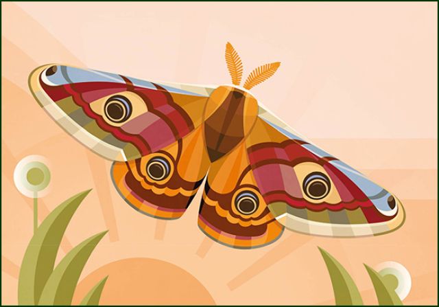 Nachtpauwoog, Naturalis