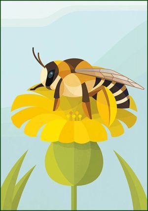 Pluimvoetbij, Naturalis