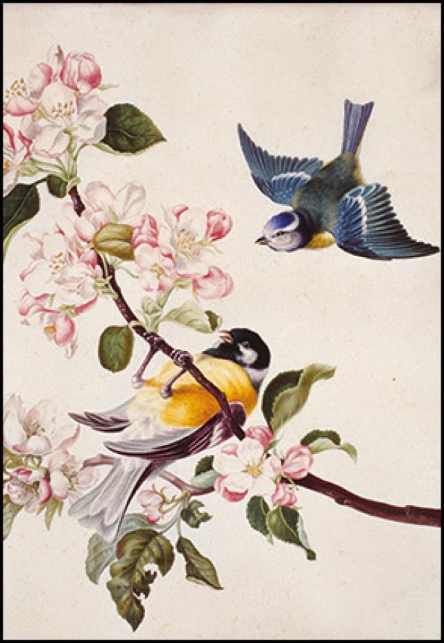 A great tit and blue tit, Herman Henstenburgh