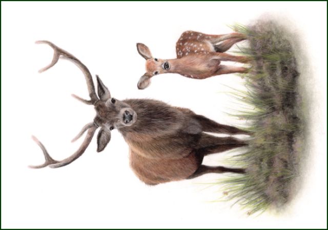 Edelhert, Lonneke Grimbergen, Natuurmonumenten