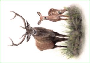 Edelhert, Lonneke Grimbergen, Natuurmonumenten