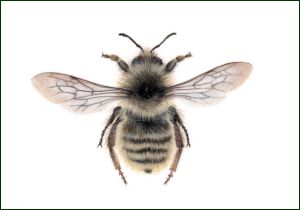 Zandhommel, Lonneke Grimbergen, Natuurmonumenten