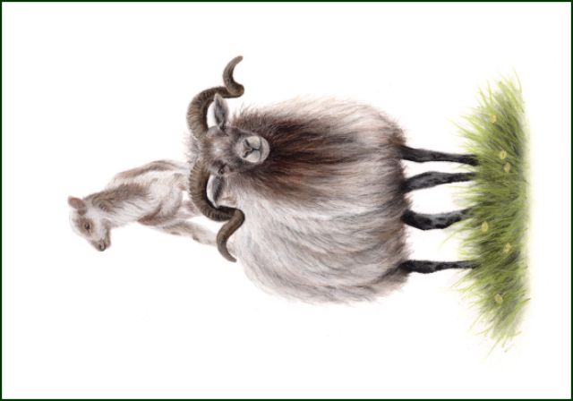 Drents Heideschaap, Lonneke Grimbergen, Natuurmonumenten