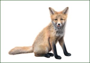 Vosje, Lonneke Grimbergen, Natuurmonumenten