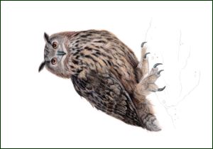 Oehoe, Lonneke Grimbergen, Natuurmonumenten