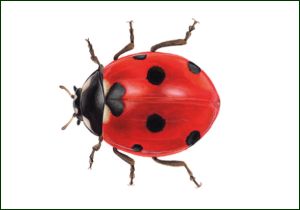 Lieveheersbeestje, Lonneke Grimbergen, Natuurmonumenten