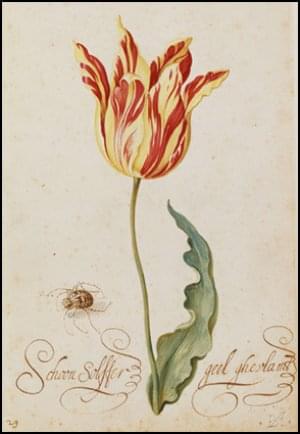 Tulip and spider, Bartholomeus Assteyn