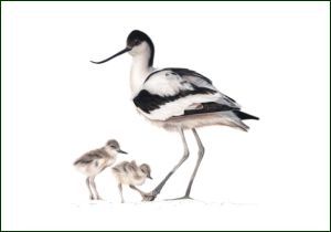 Kluut, Lonneke Grimbergen, Natuurmonumenten