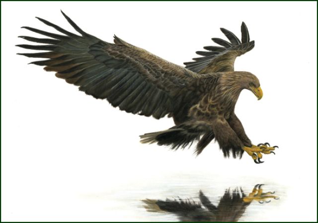 Zeearend, Lonneke Grimbergen, Natuurmonumenten