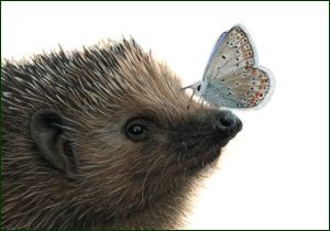 Egel met vlinder, Lonneke Grimbergen, Natuurmonumenten