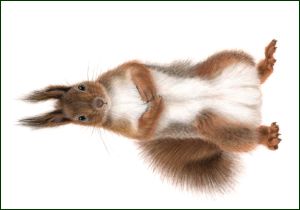 Eekhoorn, Lonneke Grimbergen, Natuurmonumenten