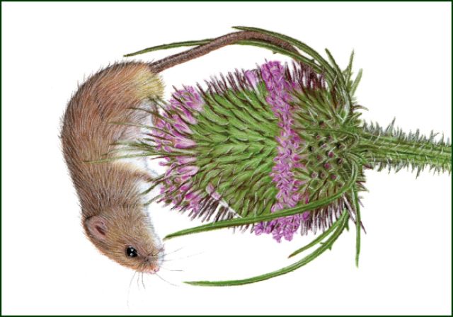 Dwergmuis op kaardenbol, Lonneke Grimbergen, Natuurmonumenten