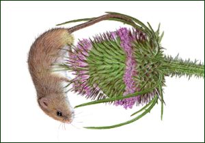 Dwergmuis op kaardenbol, Lonneke Grimbergen, Natuurmonumenten